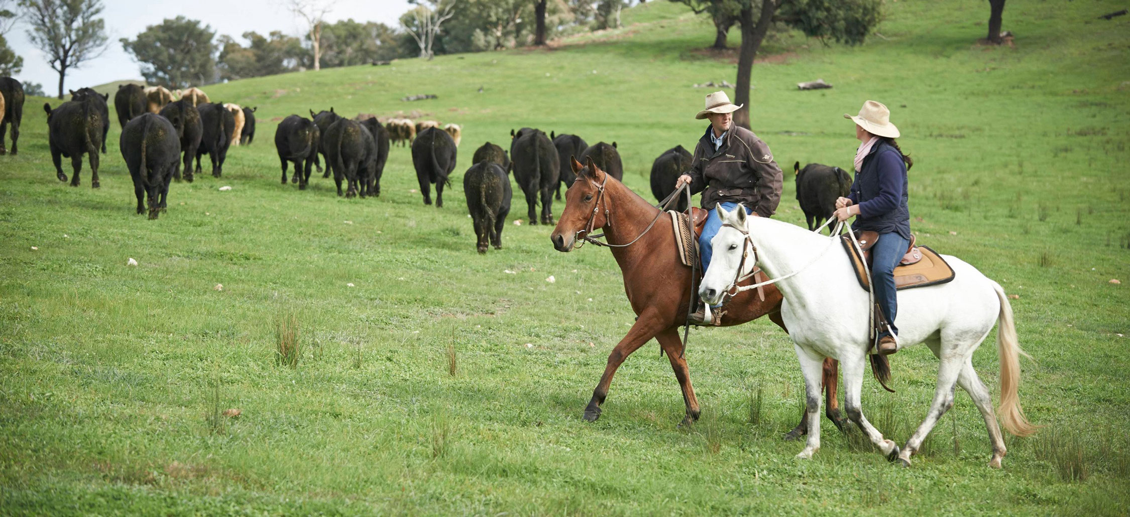 Aussie producers nurturing cattle